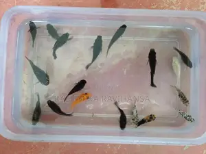 Balloon Molly Fish
