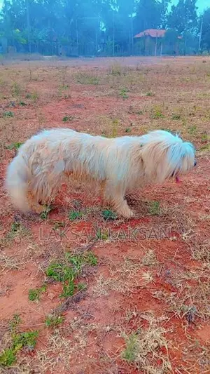 Terrier Male Dog