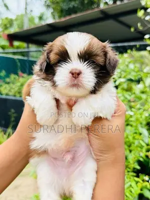 Shih Tzu male puppy