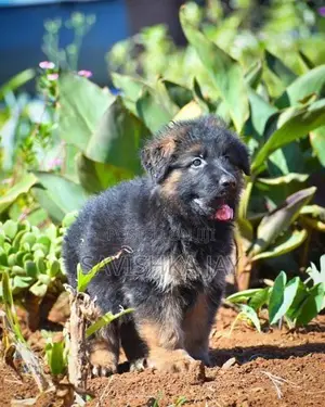 German Shepherd Long Coat Puppies