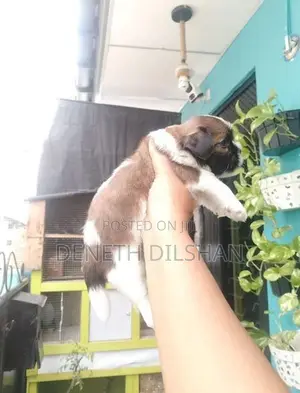 shihtzu