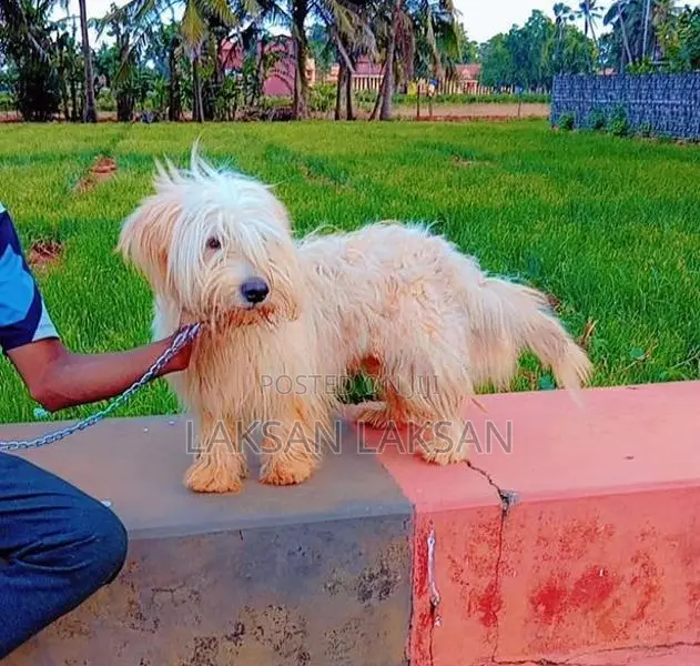Terrier Male Dog
