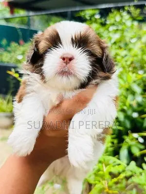 Shih Tzu male puppy