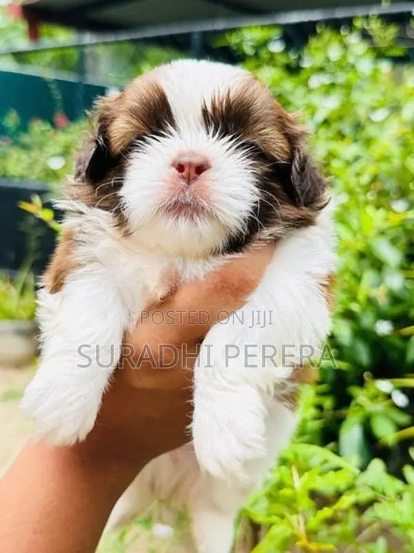 Shih Tzu male puppy