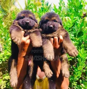 German Shepherd Long Coat Puppies