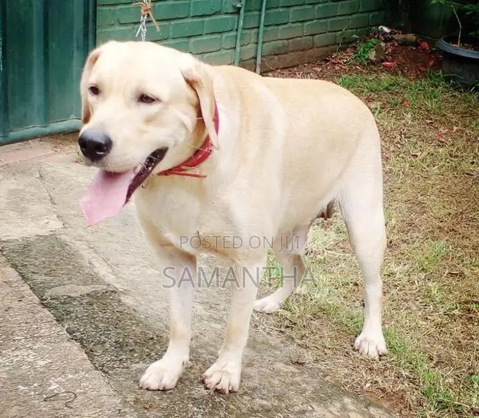 labrador retrieve dog (stud ) crossing