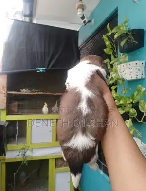 shihtzu