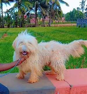 Terrier Male Dog