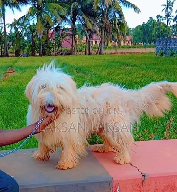 Terrier Male Dog