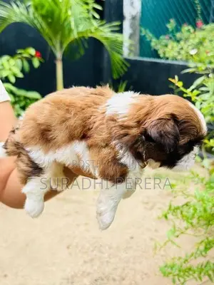 Shih Tzu male puppy