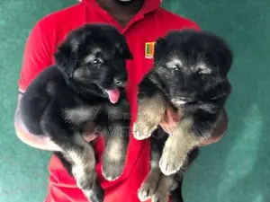 German Shepherd Long Coat Puppies