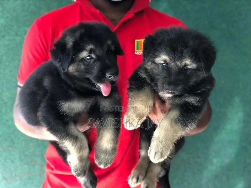 German Shepherd Long Coat Puppies