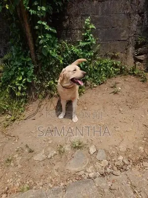 labrador retrieve dog (stud ) crossing