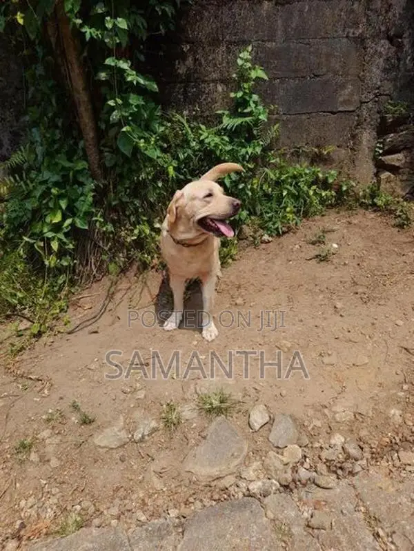 labrador retrieve dog (stud ) crossing