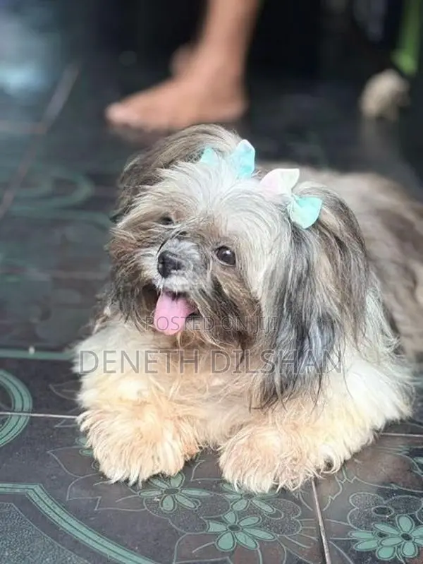 shihtzu