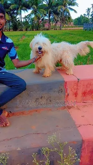 Terrier Male Dog