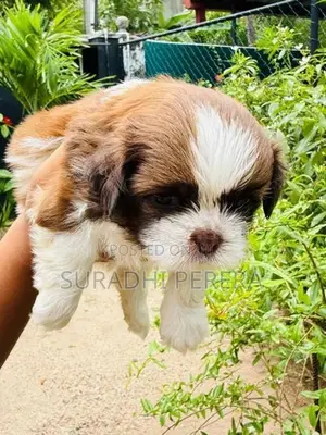Shih Tzu male puppy