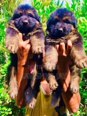 German Shepherd Long Coat Puppies