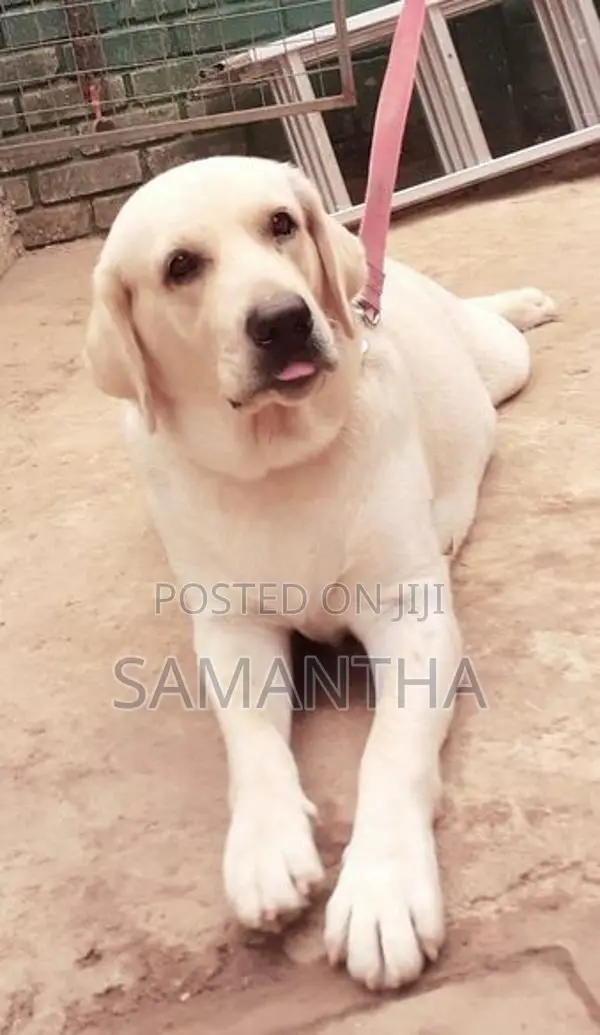 labrador retrieve dog (stud ) crossing