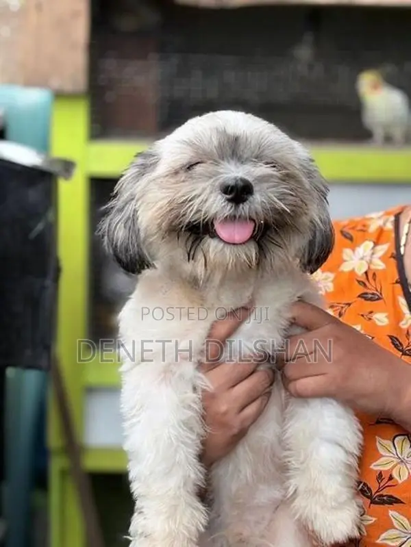 shihtzu