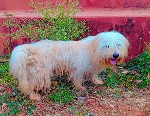 Terrier Male Dog