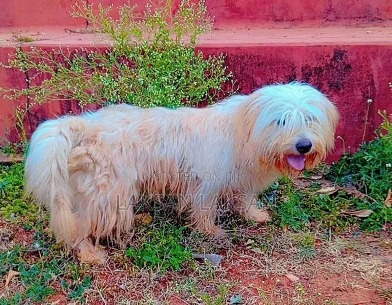Terrier Male Dog
