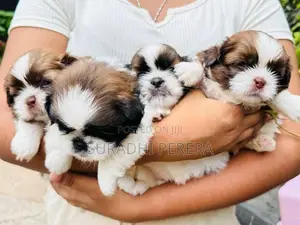 Shih Tzu male puppy