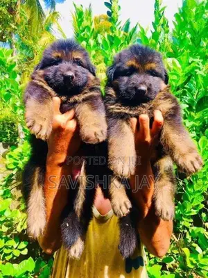 German Shepherd Long Coat Puppies