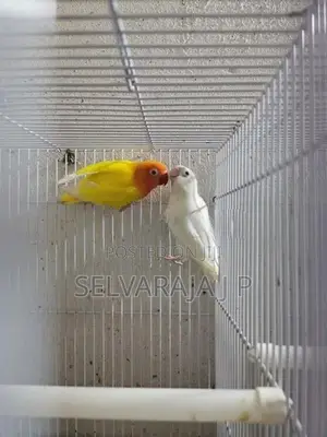 African love birds