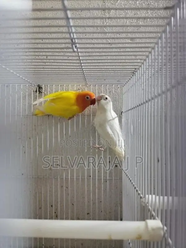African love birds