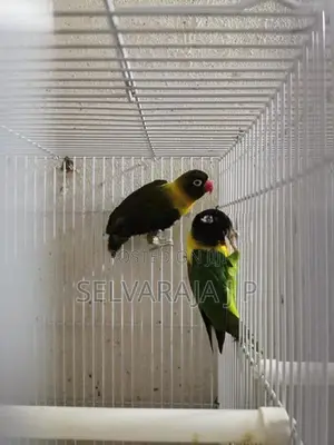 African love birds