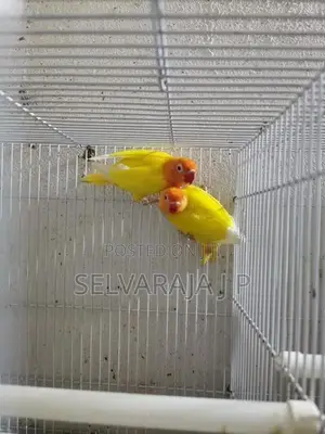 African love birds