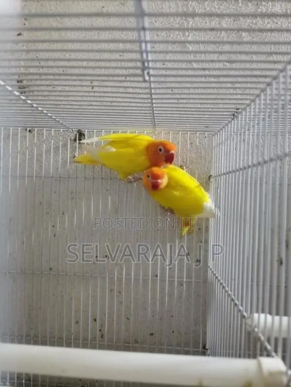 African love birds