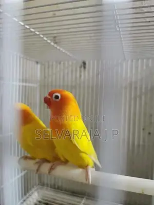 African love birds