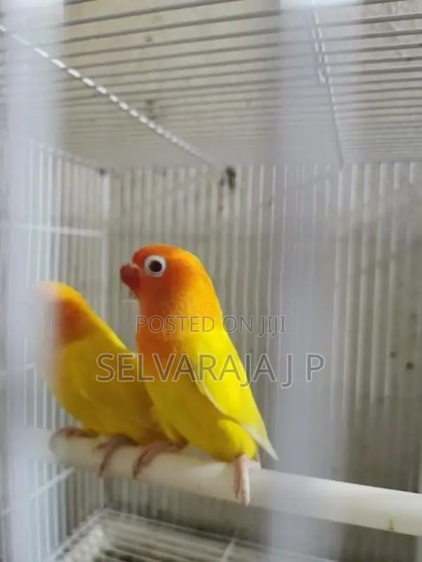 African love birds