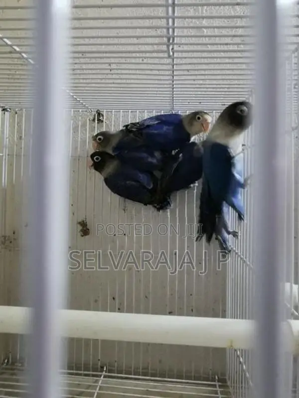 African love birds
