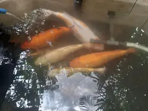 Koi Carp Fish