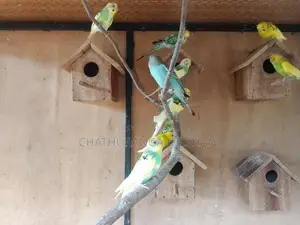 love birds