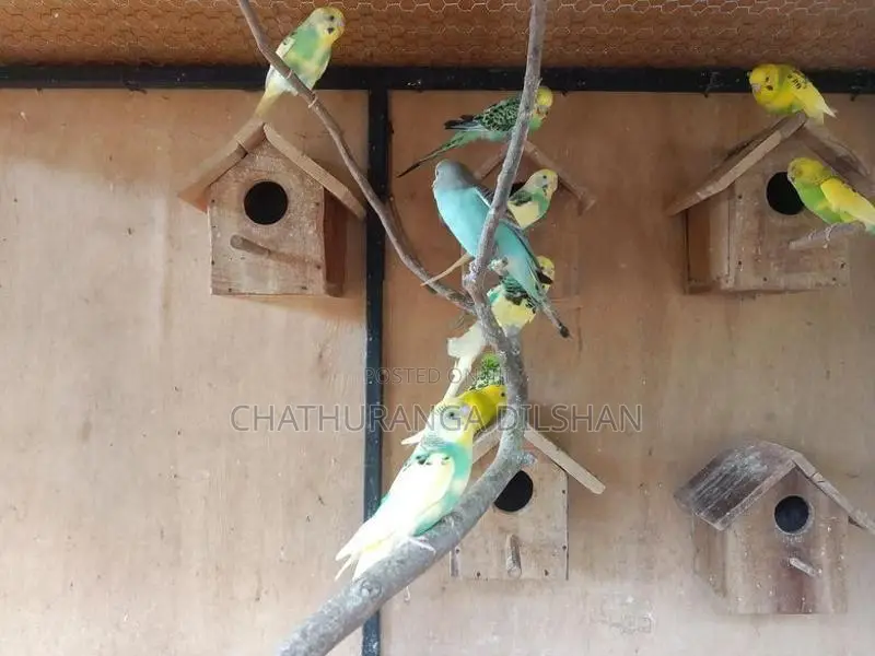 love birds