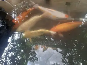 Koi Carp Fish