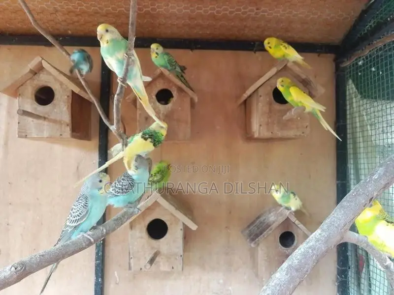 love birds