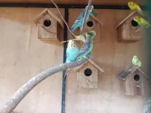 love birds