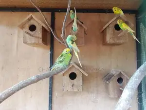 love birds