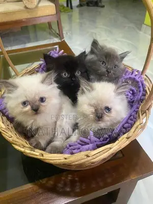 Persian Purebred Kittens