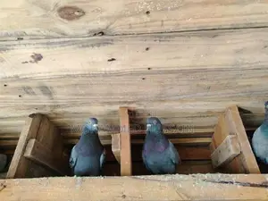 Pigeon