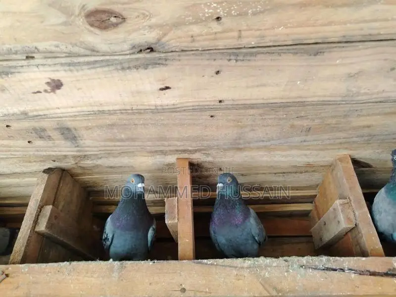 Pigeon