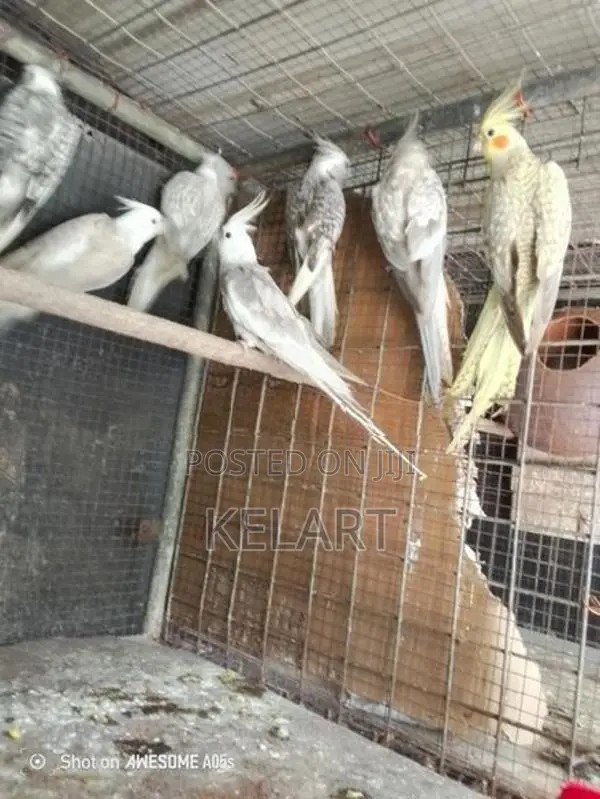 Love Birds
