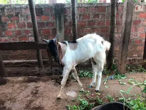kidai aadu