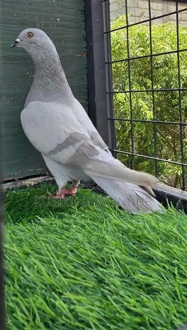 Pigeons