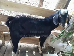 mail goat .එලු වස්සා
